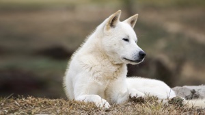 Annonces de reproducteurs de race Korean jindo dog