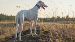 Elevages de Polish greyhound