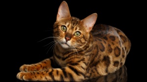 Acheter un chat Bengal adulte ou retraits d'levage