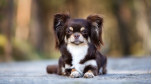 Acheter un chien Chihuahua  poil long adulte ou retraits d'levage