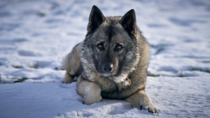 Annonces de reproducteurs de race Norwegian elkhound
