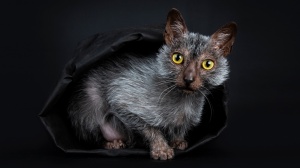 Acheter un chat Werewolf cat adulte ou retrait d'levage