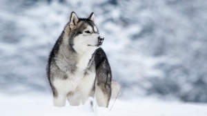 De Prana Des Loups, levage de Malamute De L'alaska