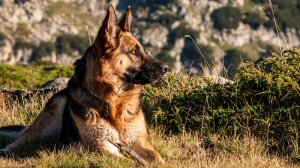 Acheter un chien Berger allemand  poil court adulte ou retraits d'levage