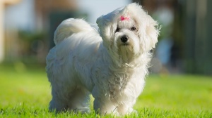 Acheter un chien Bichon maltais adulte ou retraits d'levage