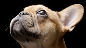 Acheter un chien Bouledogue franais adulte ou retraits d'levage