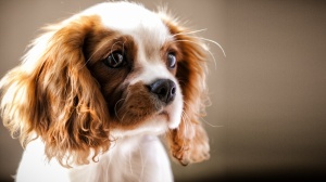 Acheter un chien Cavalier king charles spaniel adulte ou retraits d'levage