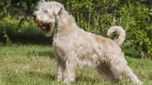 Acheter un chien Terrier irlandais  poils doux adulte ou retrait d'levage
