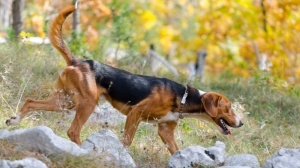 Elevages de Serbian hound